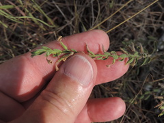 Hedeoma reverchonii