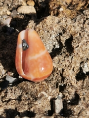 Conus ventricosus