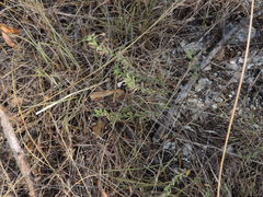 Hedeoma reverchonii
