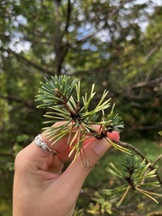 Pinus virginiana
