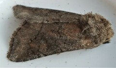 Lacinipolia meditata