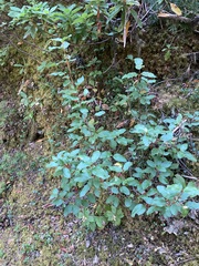 Shepherdia canadensis