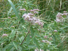 Eupatorium cannabinum