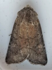 Lacinipolia meditata