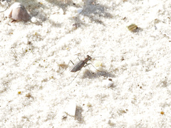 Cicindela punctulata