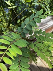 Gleditsia triacanthos