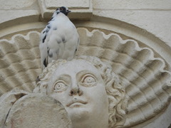 Columba livia domestica