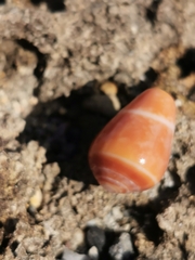 Conus ventricosus