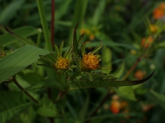 Bidens frondosa