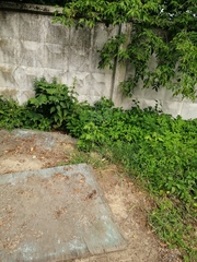 Hylotelephium maximum × spectabile