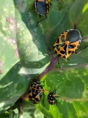 Murgantia histrionica