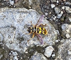 Milesia virginiensis