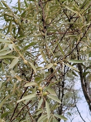 Elaeagnus angustifolia