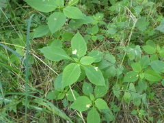 Impatiens parviflora