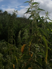 Urtica gracilis