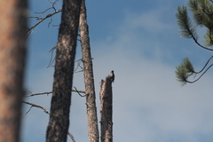 Melanerpes lewis