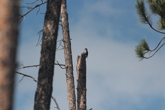 Melanerpes lewis