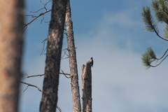 Melanerpes lewis