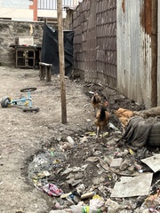 Gallus gallus domesticus