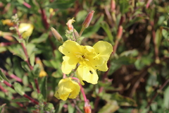 Oenothera elata