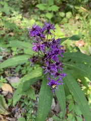 Vernonia gigantea