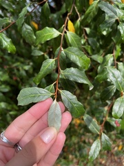 Elaeagnus umbellata