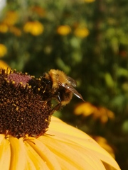 Bombus