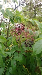 Sambucus canadensis