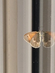 Coenonympha california