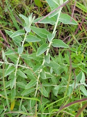 Elaeagnus angustifolia