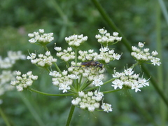 Tenthredinoidea