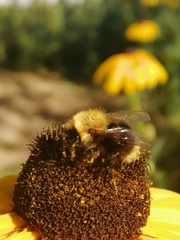 Bombus