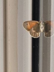 Coenonympha california