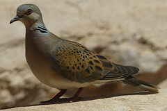 Streptopelia turtur