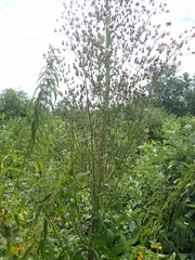 Lactuca biennis