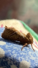 Triodia sylvina