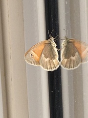Coenonympha california