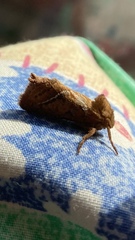 Triodia sylvina