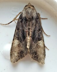 Euplexia benesimilis