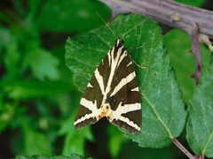 Euplagia quadripunctaria