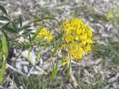 Cleomella lutea