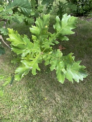 Quercus macrocarpa