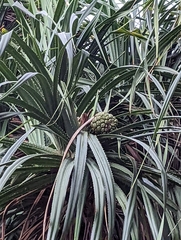 Pandanus