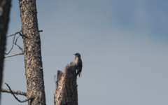 Melanerpes lewis