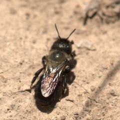 Osmia