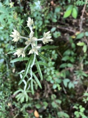 Pseudognaphalium obtusifolium