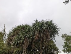 Pandanus