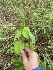 Acalypha ostryifolia