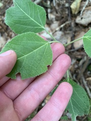 Populus grandidentata
