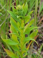 Solidago